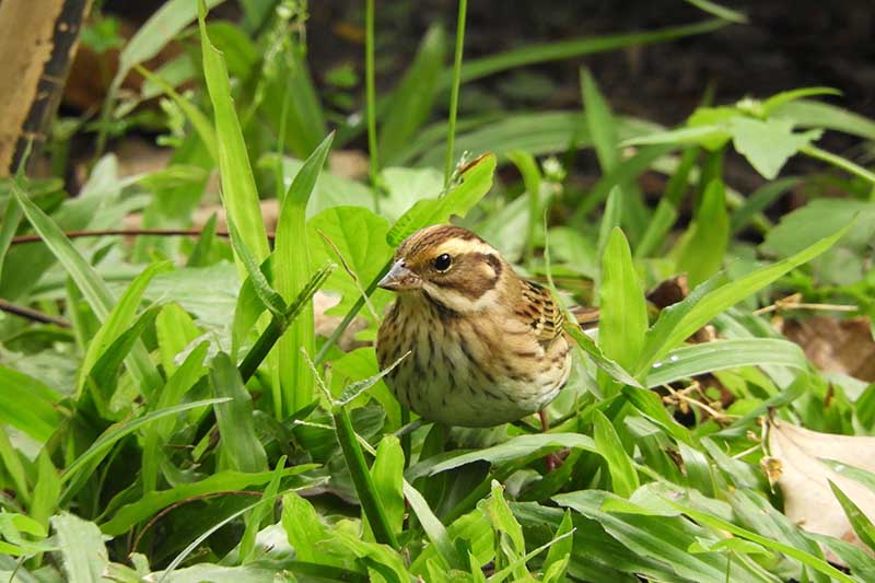 共同守護野生動物與城市生態稀有候鳥黃眉鵐現身科博館！