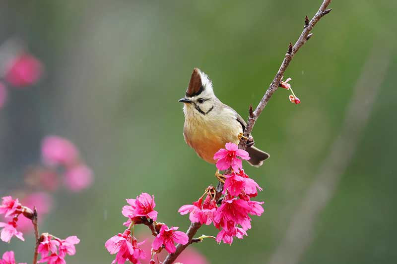 深化生態教育   全台首創大雪山鳥音模仿比賽啟動